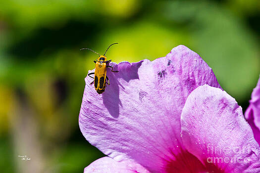 Ms Judi - Goldenrod Soldier Beetle Ms Judi - Goldenrod Soldier Beetle