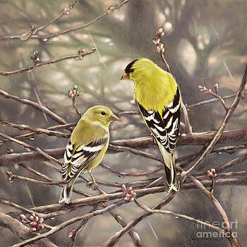 Laurie Musser - Goldfinches In the Rain Laurie Musser - Goldfinches In the Rain