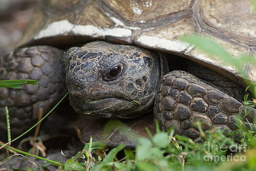 Paul Rebmann - Gopher Tortoise #1 Paul Rebmann - Gopher Tortoise #1
