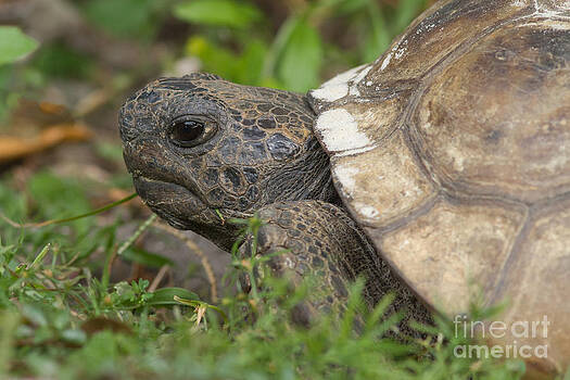 Paul Rebmann - Gopher Tortoise #2 Paul Rebmann - Gopher Tortoise #2