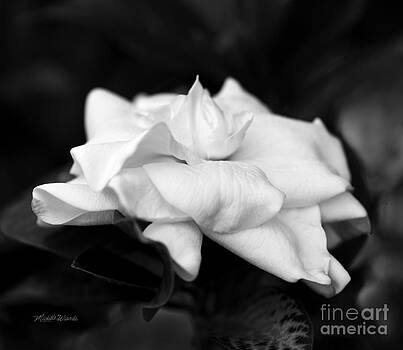 Michelle Constantine - Graceful Soft and Sweet Michelle Constantine - Graceful Soft and Sweet