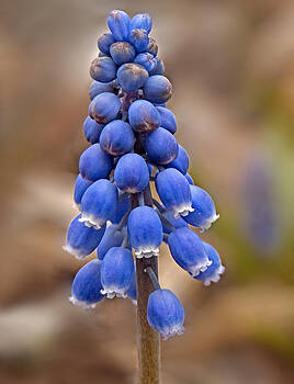 Lara Ellis - Grape Hyacinth Close-up Lara Ellis - Grape Hyacinth Close-up