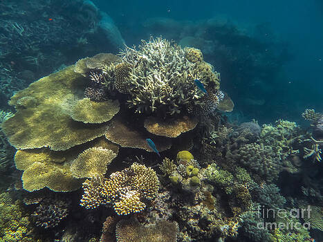 Bob Phillips - Great Barrier Reef Bob Phillips - Great Barrier Reef