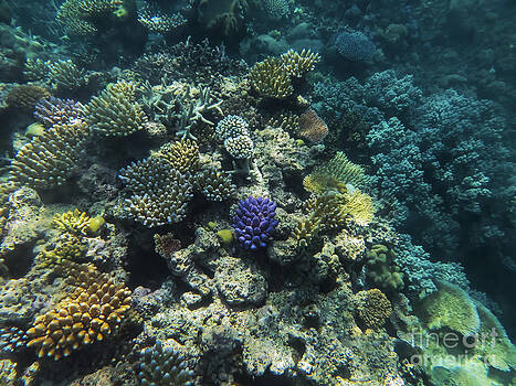 Bob Phillips - Great Coral Reef Colors Bob Phillips - Great Coral Reef Colors
