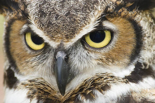 Jill Lang - Great Horned Owl Jill Lang - Great Horned Owl