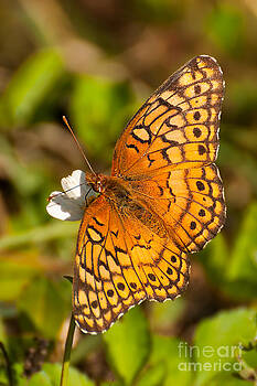Photos By Cassandra - Great Spangled Fritillary Photos By Cassandra - Great Spangled Fritillary