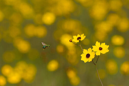 Paul Rebmann - Green Bee Yellow Flowers Paul Rebmann - Green Bee Yellow Flowers