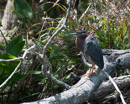 Photos By Cassandra - Green Heron 1 Photos By Cassandra - Green Heron 1