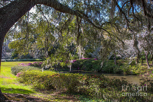 Dale Powell - Grounds of Middleton Place Plantation Dale Powell - Grounds of Middleton Place Plantation