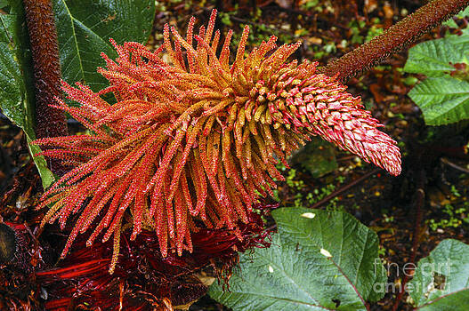 Bob Phillips - Gunnera Insignis Bloom Bob Phillips - Gunnera Insignis Bloom