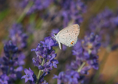 Lara Ellis - Hair Streak On Lavender Lara Ellis - Hair Streak On Lavender