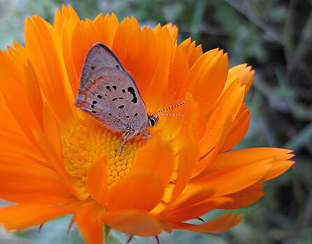 MTBobbins Photography - Hairstreak on Calendula MTBobbins Photography - Hairstreak on Calendula