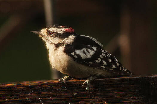 Scott Hovind - Hairy Woodpecker Scott Hovind - Hairy Woodpecker