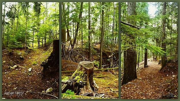 Guy Hoffman - Halcyan Forest Guy Hoffman - Halcyan Forest