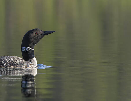 Paul W Sharpe Aka Wizard of Wonders - Harmony Lake Loon Paul W Sharpe Aka Wizard of Wonders - Harmony Lake Loon
