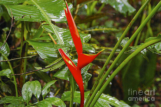 Bob Phillips - Heliconia Bob Phillips - Heliconia