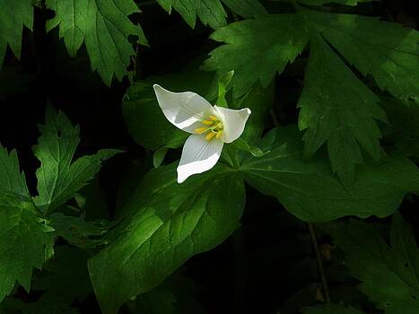 Charles Lucas - Hidden Beauty Trillium Charles Lucas - Hidden Beauty Trillium