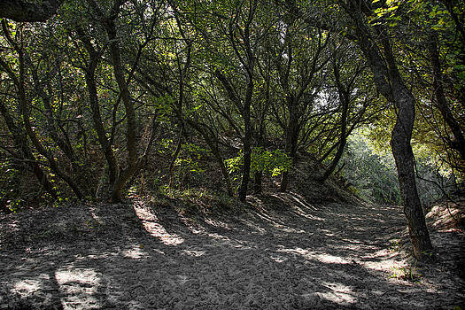 Erika Fawcett - Hidden Pathway Erika Fawcett - Hidden Pathway