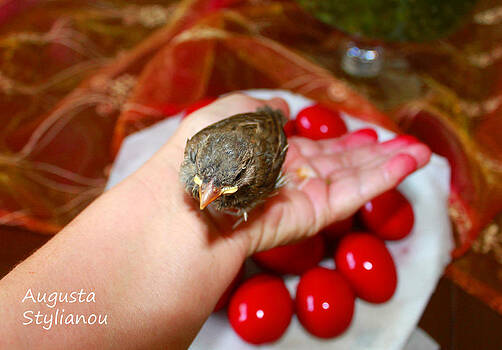 Augusta Stylianou - Holding a Newborn Bird Augusta Stylianou - Holding a Newborn Bird
