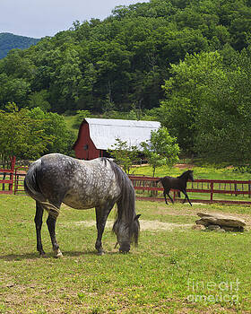 Jill Lang - Horses on a Farm Jill Lang - Horses on a Farm
