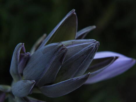 Gene Cyr - Hosta in Bloom Gene Cyr - Hosta in Bloom