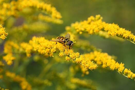 Mark Severn - hoverfly feeding Mark Severn - hoverfly feeding