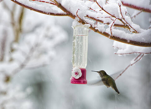 Paul W Sharpe Aka Wizard of Wonders - Humming Bird in the Snow Paul W Sharpe Aka Wizard of Wonders - Humming Bird in the Snow