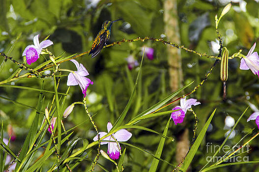 Bob Phillips - Hummingbird and Bamboo Orchids Bob Phillips - Hummingbird and Bamboo Orchids