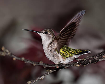 Lara Ellis - Hummingbird Stretching Lara Ellis - Hummingbird Stretching