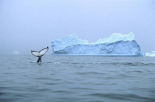 Colin Monteath - Humpback Whale Tail And Iceberg Colin Monteath - Humpback Whale Tail And Iceberg