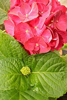 Ruth Edward Anderson - Hydrangea Ruth Edward Anderson - Hydrangea