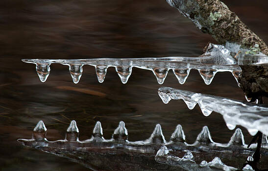 Lara Ellis - Ice Crocodiles Lara Ellis - Ice Crocodiles