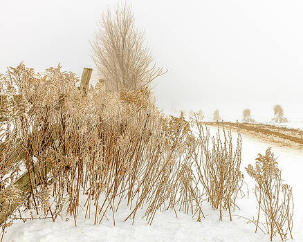 Chris Bordeleau - Iced Goldenrod at fields edge Chris Bordeleau - Iced Goldenrod at fields edge
