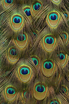 Hiroya Minakuchi - Indian Peacock Feathers Hiroya Minakuchi - Indian Peacock Feathers