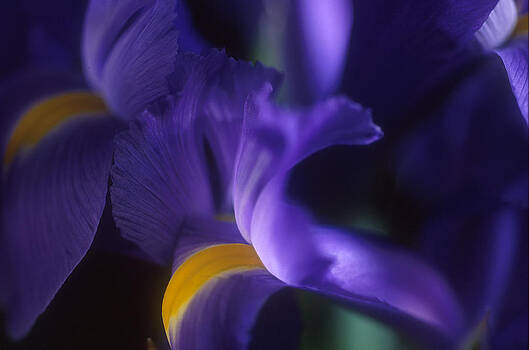 Harold E McCray - Iris I Harold E McCray - Iris I