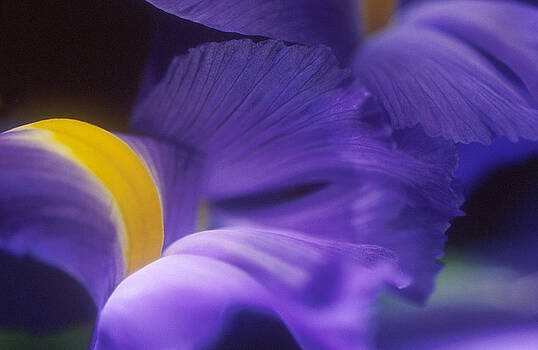 Harold E McCray - Iris II Harold E McCray - Iris II