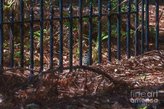 Dale Powell - Iron Fence Dale Powell - Iron Fence