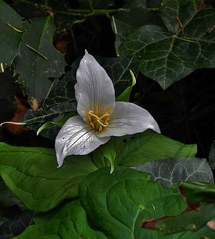 Charles Lucas - Ivy and Trillium Charles Lucas - Ivy and Trillium