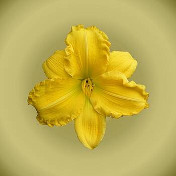 MTBobbins Photography - Jen Melon Daylily MTBobbins Photography - Jen Melon Daylily