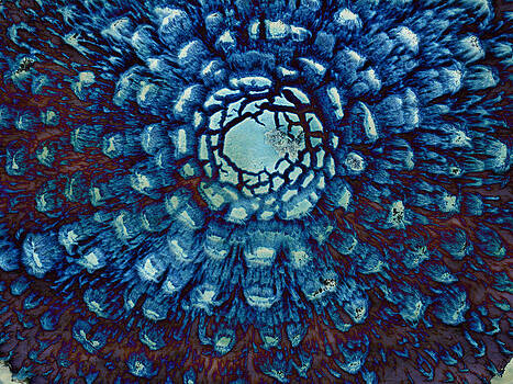 Randi Kuhne - Journey to the Center of the Mushroom Randi Kuhne - Journey to the Center of the Mushroom