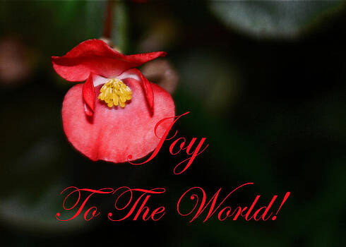 Connie Fox - Joy to the World Begonia Connie Fox - Joy to the World Begonia