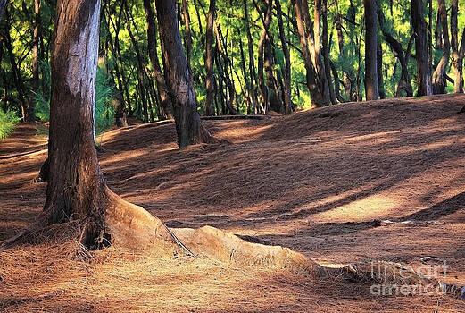 Ellen Cotton - Kaloli Point 2 Ellen Cotton - Kaloli Point 2