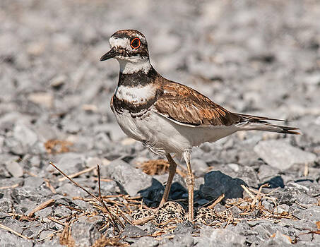 Lara Ellis - Killdeer Nesting Lara Ellis - Killdeer Nesting