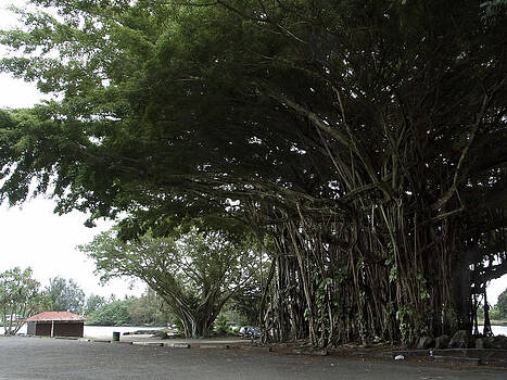 Daniel Hagerman - KING BANYAN TREE of HAWAII Daniel Hagerman - KING BANYAN TREE of HAWAII