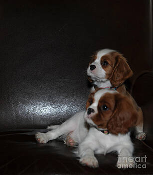 Dale Powell - King Charles Puppies Dale Powell - King Charles Puppies