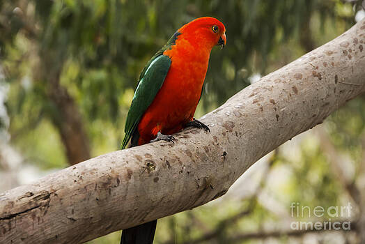 Bob Phillips - King Parrot Bob Phillips - King Parrot
