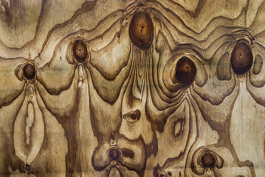 Colin Monteath - Knots In Wet Plywood Colin Monteath - Knots In Wet Plywood