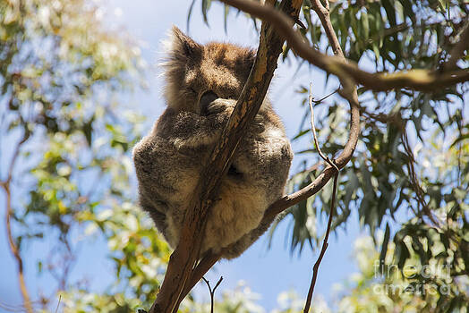 Bob Phillips - Koala Balancing Act Bob Phillips - Koala Balancing Act