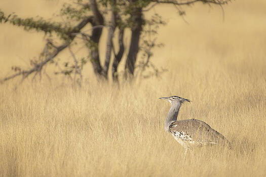Paul W Sharpe Aka Wizard of Wonders - Kori Bustard Foraging in Long Grass Paul W Sharpe Aka Wizard of Wonders - Kori Bustard Foraging in Long Grass