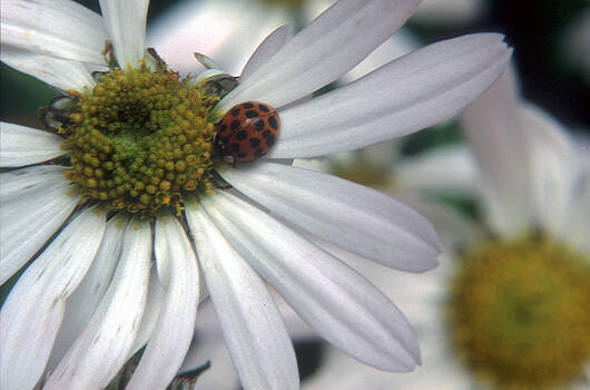 Harold E McCray - Lady Bug on Daisy Harold E McCray - Lady Bug on Daisy